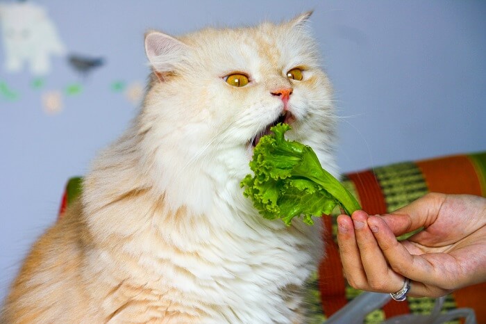 Cat eating lettuce