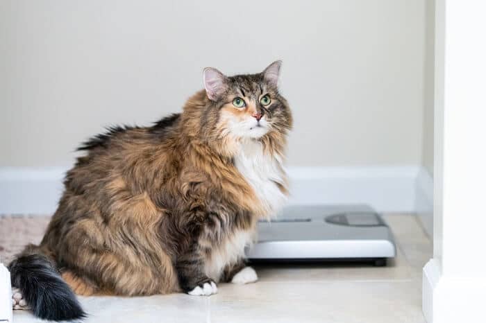Gato con sobrepeso junto a una báscula