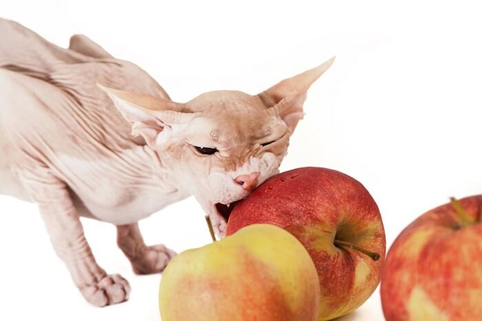 Sphynx Cat And Apple, The Cat 24