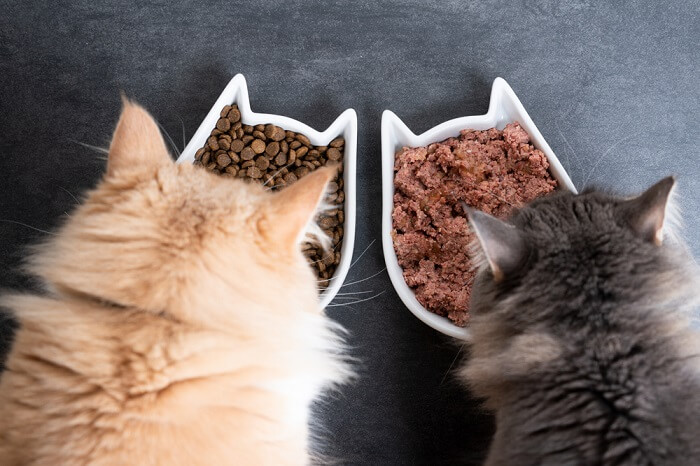 Two cats eating food