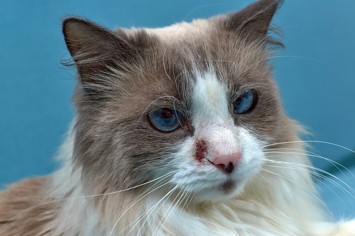 Dermatitis In Cats, The Cat 24