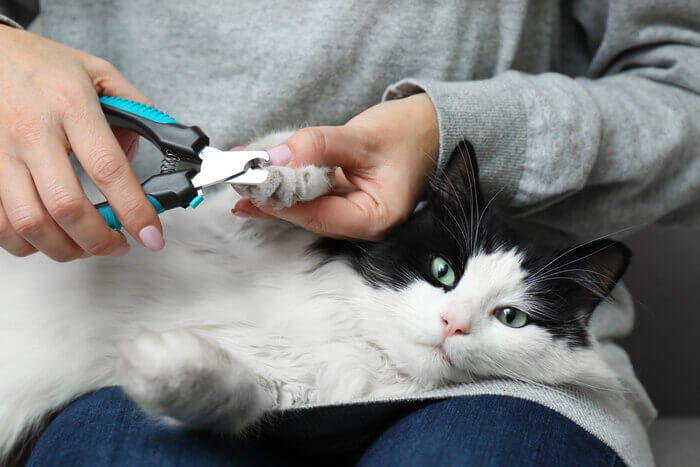 Cómo cortar las uñas de un gato de forma segura: una guía paso a paso