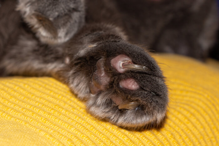 Cat ingrown toenail