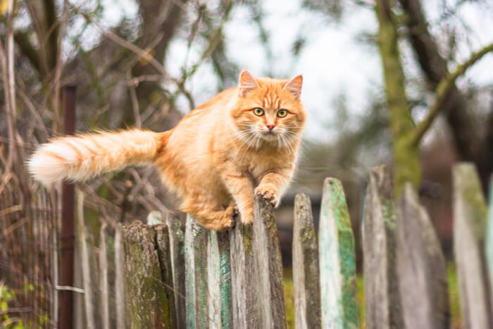 Gato naranja escalando una valla