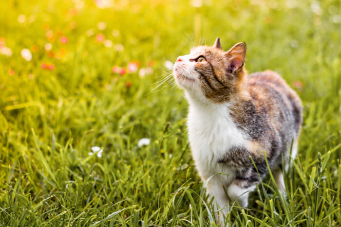 Should I Let My Cat Outside? (Indoor Vs. Outdoor Cats) - All About Cats