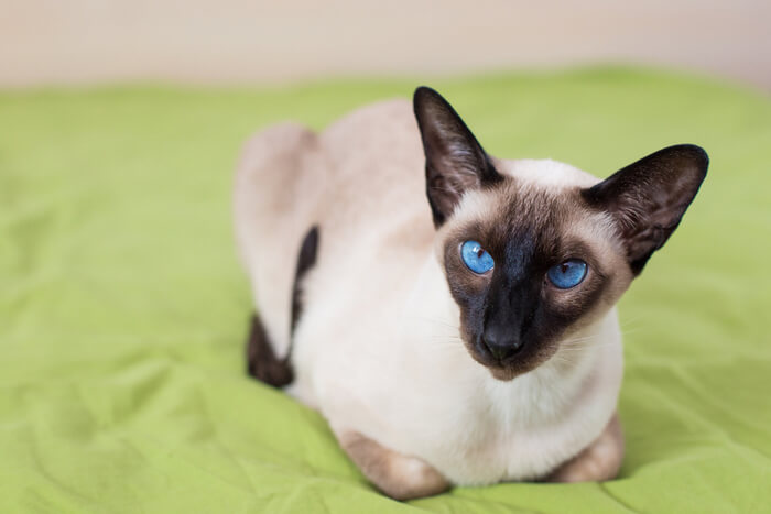 are Siamese cats hypoallergenic?