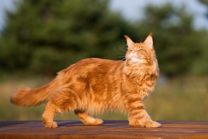 Maine Coon cat outdoors