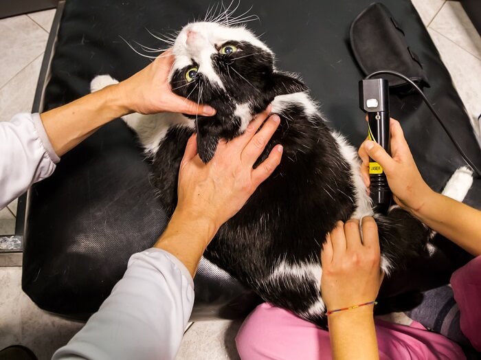Tratamiento de la artrosis en gatos