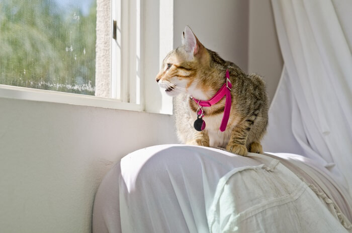 Cat sitting near a window chirping