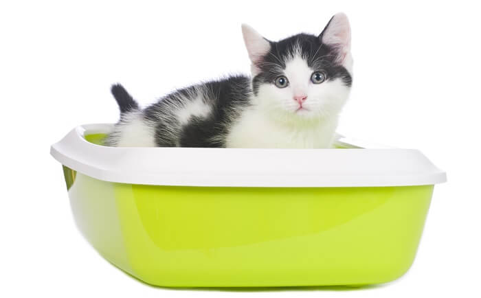 Diarrea en gatos: causas, síntomas y tratamiento