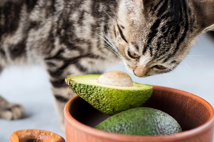 cat sniffing an avocado