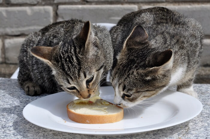 Cat Eat Bread, The Cat 24