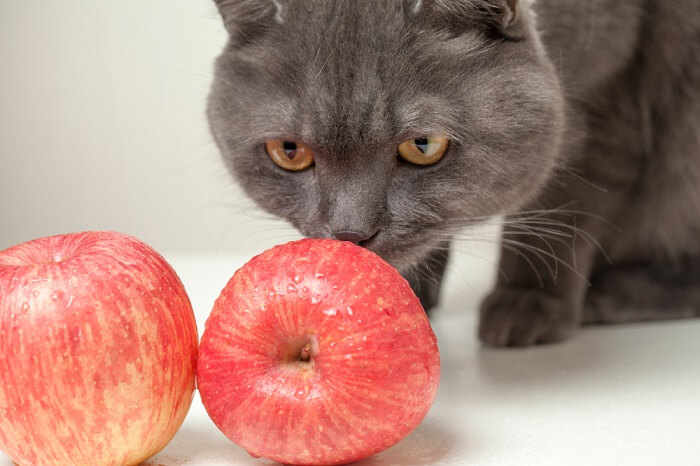 Cat Eating Apple, The Cat 24