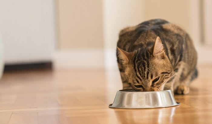 Cat Eating In Bowl, The Cat 24