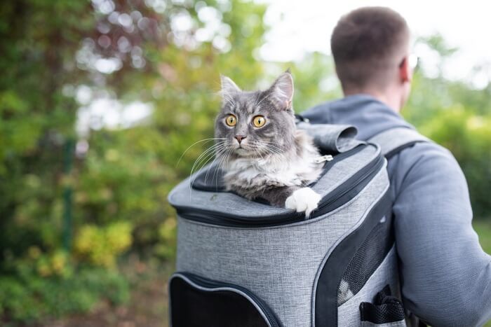 The 10 Best Cat Backpacks For 2021