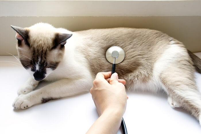 Cáncer de intestino en gatos: causas, síntomas y tratamiento