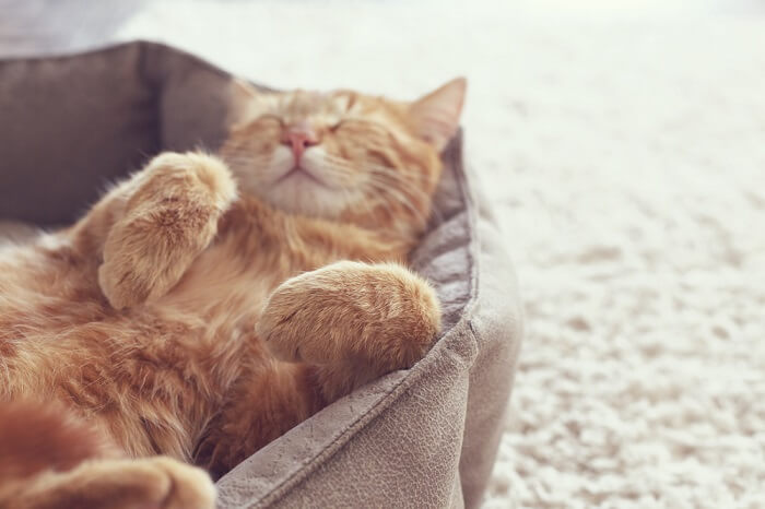 Orange cat lying on its back in a bed