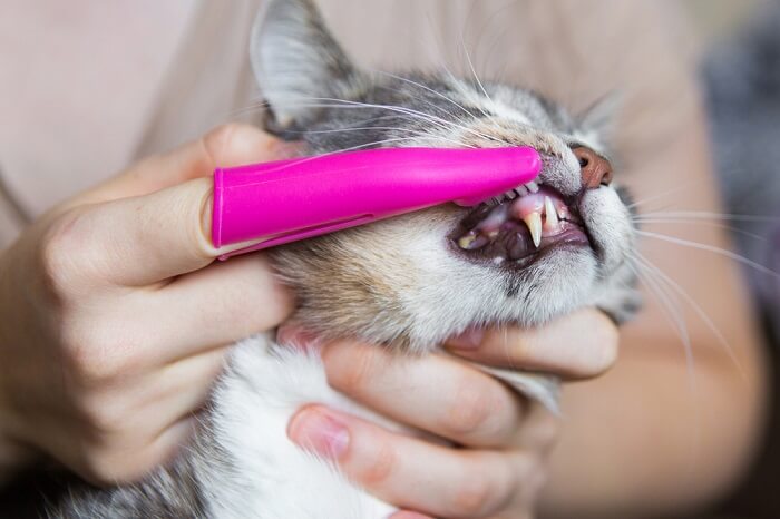 cat teeth brush