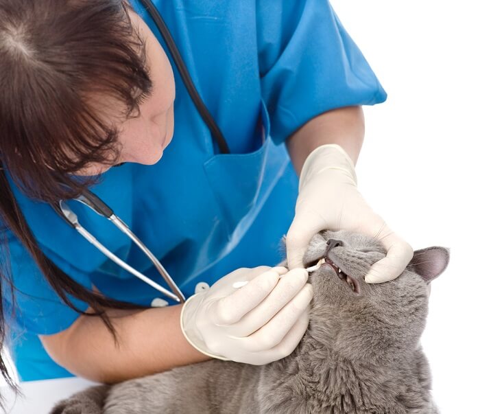 Limpieza dental profesional de gatos