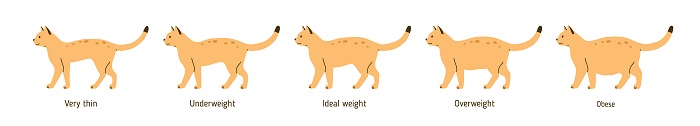 Cat obesity chart
