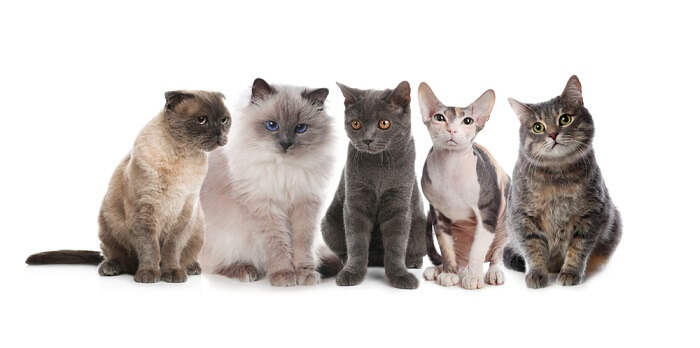 Las 9 razas de gatos más amigables