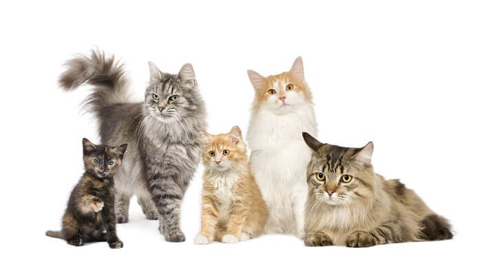 five cats posing for a picture