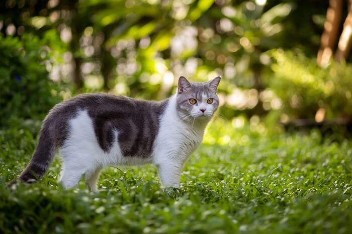 Cat in green environment