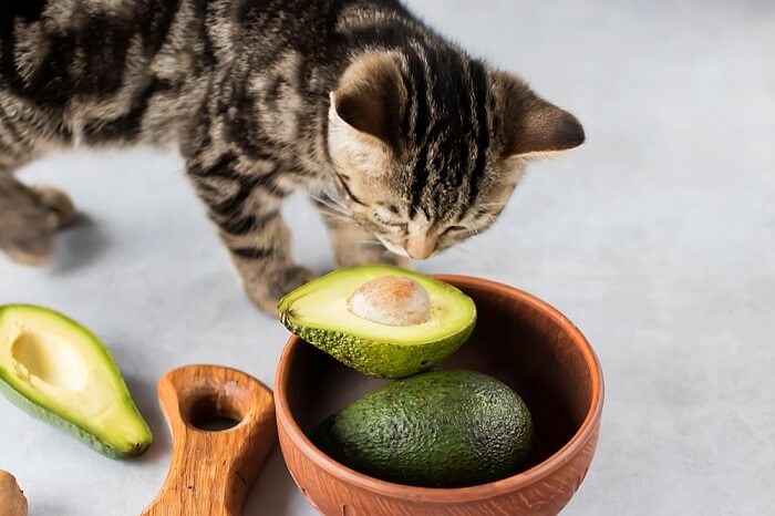 Kitten Eat Avocado, The Cat 24