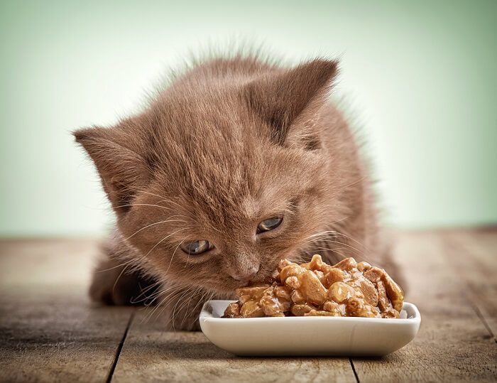 What can cats eat