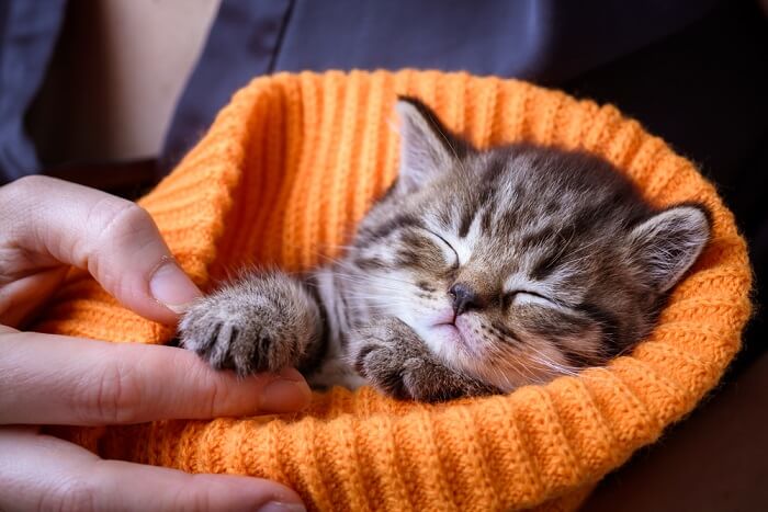 kitten wrapped in a hat