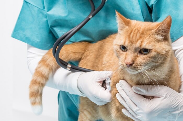 Cost of treating pneumonia in cats