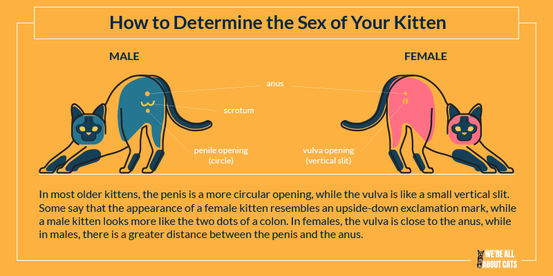 feline genitalia illustration
