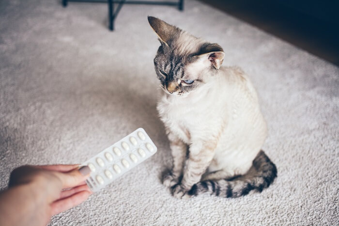 Person holding a sheet of pills next to a cat