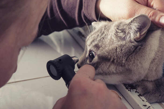 Veterinarian examining a cat's eye