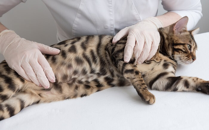 Person with gloves petting a Bengal cat