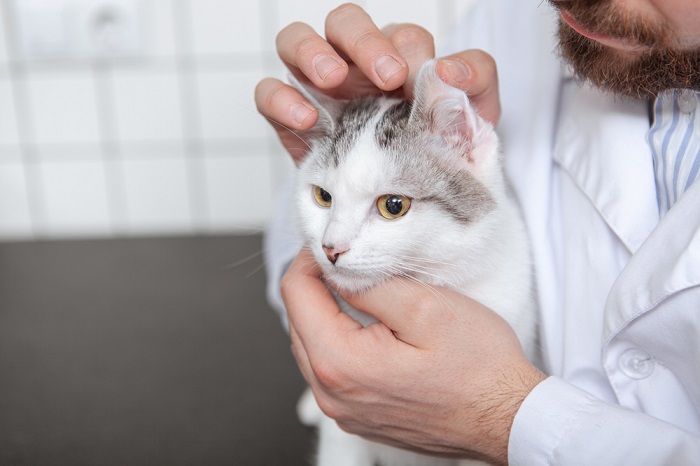 Doxycycline medication for cats