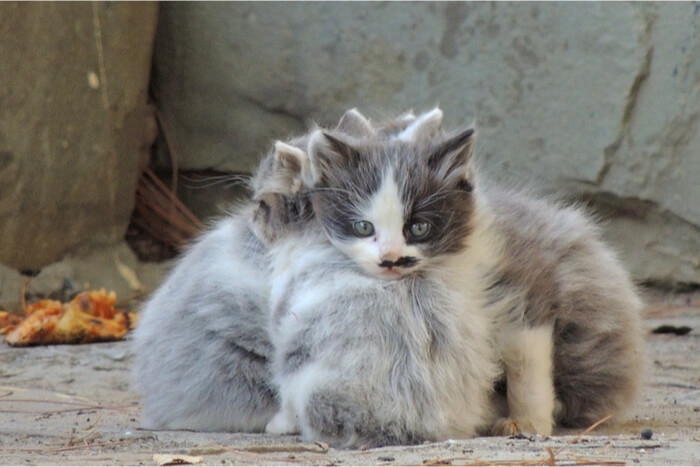 gatitos salvajes