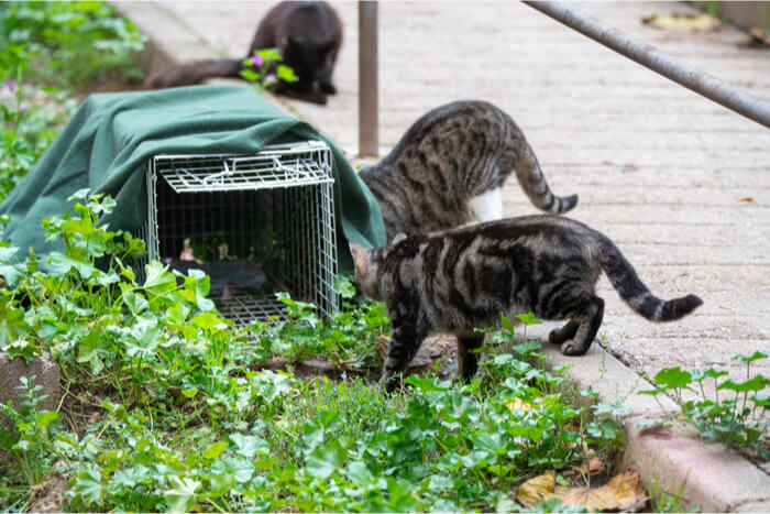 Feral cats near TNR trap