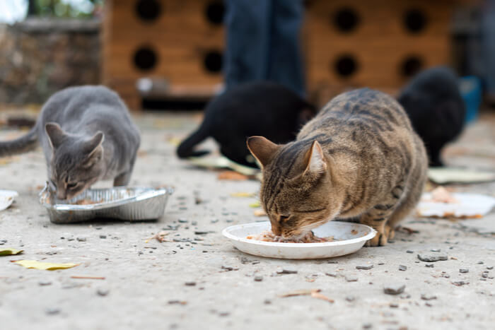 Gatos salvajes comiendo