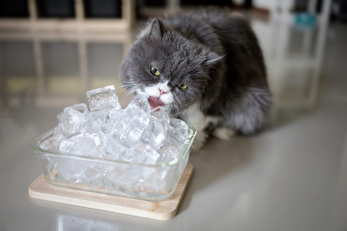 Cat licking ice