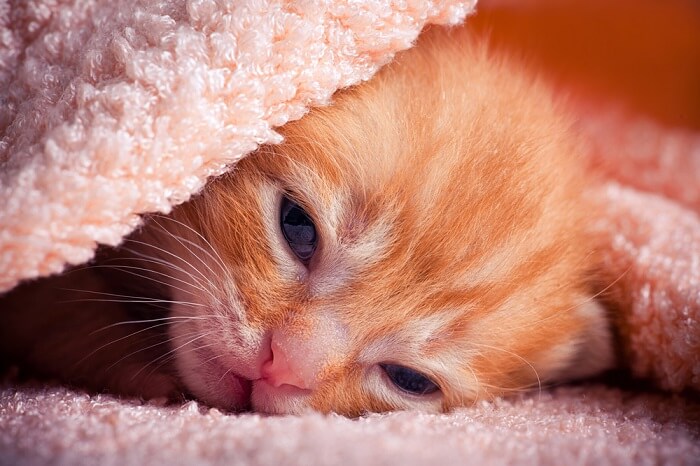 Imagen destacada de enfermedades oculares en gatitos recién nacidos