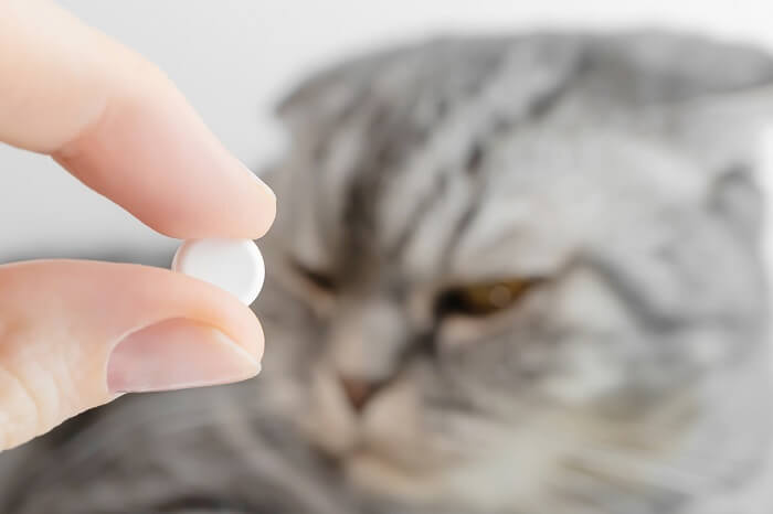 Cat And Aspirin, The Cat 24