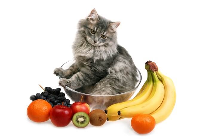 Cat And Fruits 1, The Cat 24