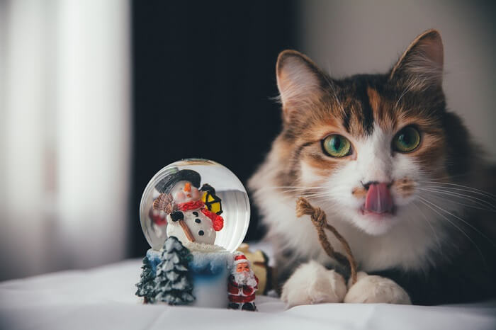 Cat And Snow Globe With Antifreeze, The Cat 24
