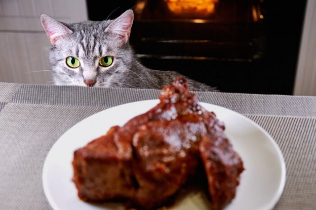 Can Cats Eat Steak All About Cats