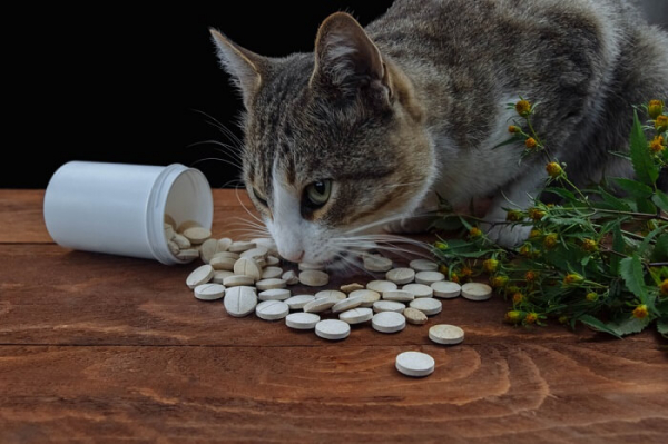 Tylenol Poisoning In Cats Causes, Symptoms, & Treatment All About Cats