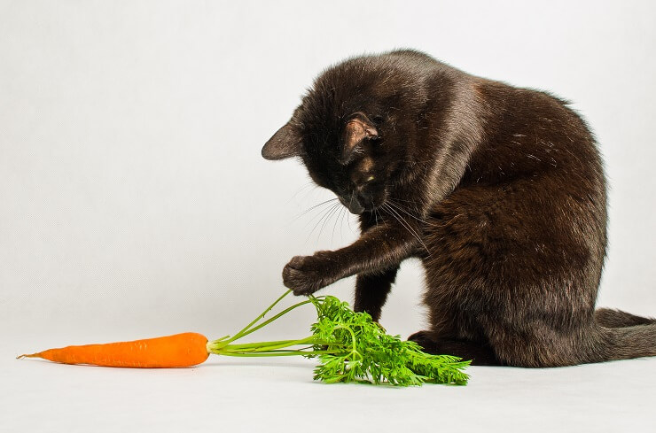 Can Cats Eat Carrots? - All About Cats