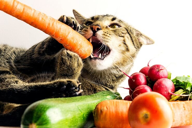 Gato masticando una zanahoria rodeada de verduras