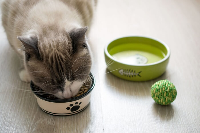 elimination diet for cats
