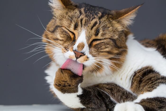 Cat licking paw, repetitive and compulsive grooming in cats featured image